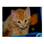Kitten Postcard