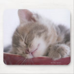 Kitten Sleeping in Bowl 2 Mousepad