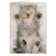Kitten Sleeping on a White Fluffy Carpet, High Greeting Cards