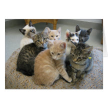 Kittens 048 greeting cards