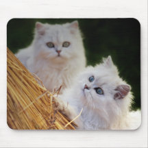 Kittens come play mousemat