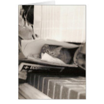 Kitty and Newspaper 1970s photography Greeting Cards