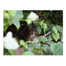 Kitty Cat Peek-A-Boo Post Cards