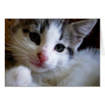 Kitty Greeting Card cards