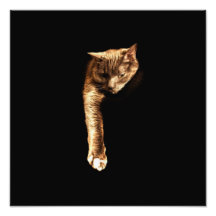 Kitty Kitty Photo Print
