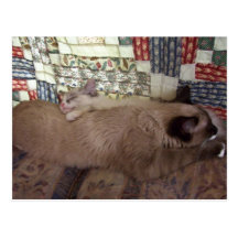 Kitty Love Post Card