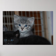 Kitty Love Posters