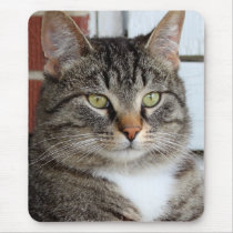 KITTY! Mousepad 2 mousepads
