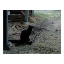 Kitty Postcard