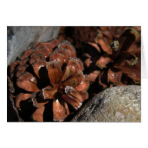 KIW Sparks: Pinecone Card