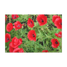 klatschmohnblüten in rot leinwanddrucke