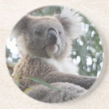 Koala Bear Facts Coaster