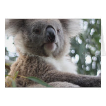 Koala Bear Facts Greeting Cards