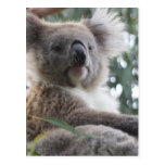 Koala Bear Facts Postcard