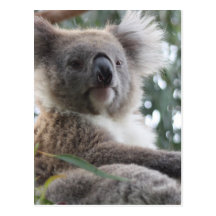 Koala Bear Facts Postcard