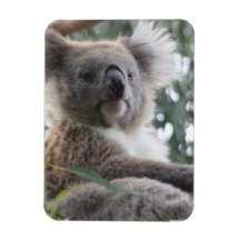 Koala Bear Facts Premium Magnet