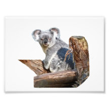 Koala Photo