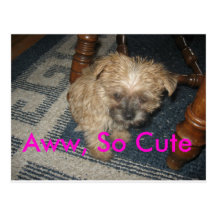 kodi, Aww, So Cute Post Cards