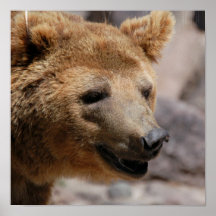 Kodiak Bear Posters 