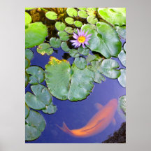 Koi and Water Lily Posters