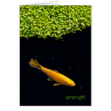 KOI Card