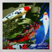 Koi Fish Print