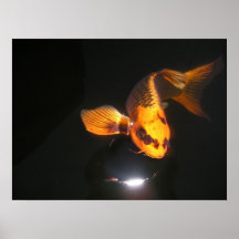 Koi Hoover Print