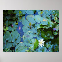 Koi Pond Poster