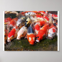 Koi Poster