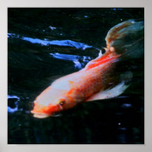 Koi Poster