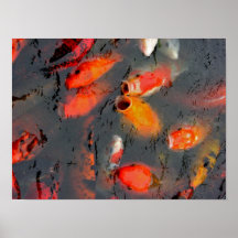 Koi Print
