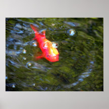 Koi Posters