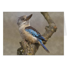 Kookaburra Card
