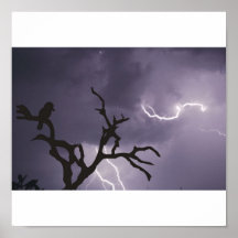 Kookaburra Storm Posters