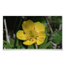 Kooskooskia Idaho Flora Flowers Botany Wildflower Photo Print