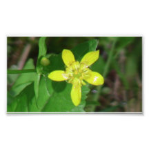 Kooskooskia Idaho Flora Flowers Botany Wildflower Art Photo