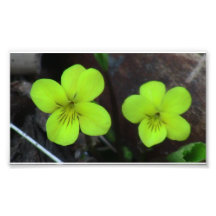 Kooskooskia Idaho Flora Flowers Botany Wildflower Photo Art