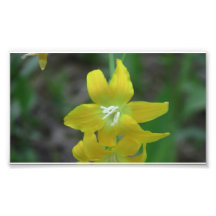 Kooskooskia Idaho Flora Wildflowers Flowers Art Photo