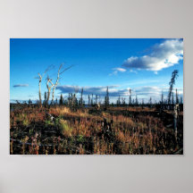 Koyukuk River Vegetation Poster