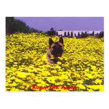 Kuma the Akita Postcards