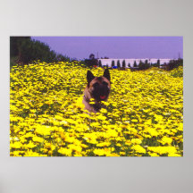 Kuma the Akita Posters