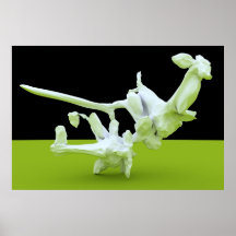 Kung-Fu Fighting Print