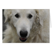 Kuvasz Dog Breed Greeting Cards