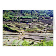 Kyongsangnam-Do - Terraced Rice Paddies Cards
