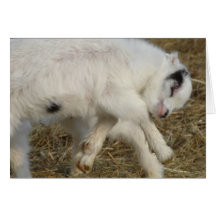 La Mancha Billy Kid At Play Greeting Card