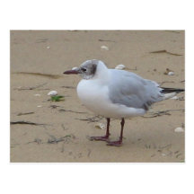 la mouette carte postale