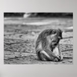 La tristeza del mono poster