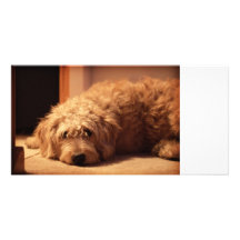 Labradoodle Dog looking sad Picture Card