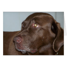 Labrador Greeting Cards