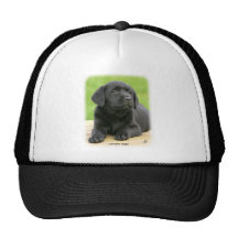 Labrador puppy 9Y267D-109 Mesh Hats